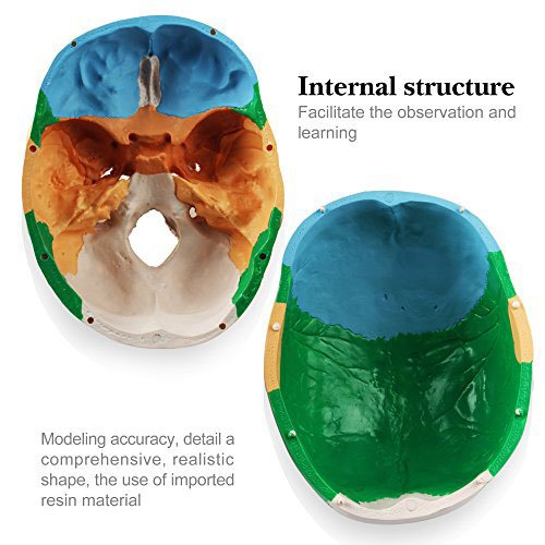 1:1 Human Adult head Anatomical model bionic skull bone color zoning Removable Skull Cap Medical Science Educational Teaching tool