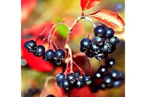 MYSEEDS.CO - BIG PACK SEEDS Big Pack - (1,000) Black Chokeberry Seeds, Aronia melanocarpa - Non-GMO Seeds by MySeeds.Co (Big Pack - Black Chokeberry)