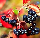 Big Pack - (1,000) Black Chokeberry Seeds, Aronia