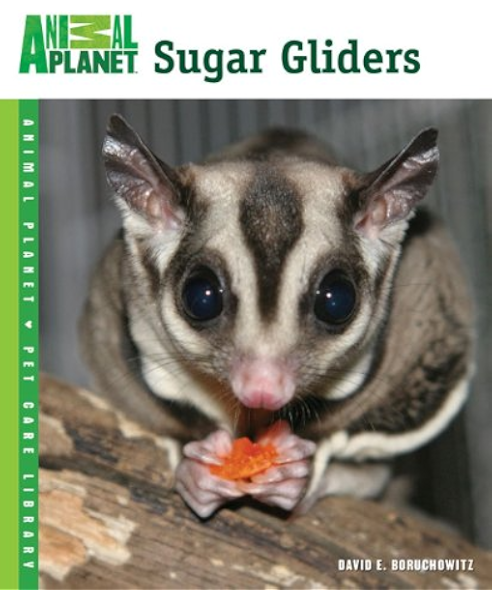 raising a sugar glider