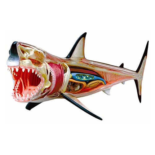 4d vision great white shark anatomy model