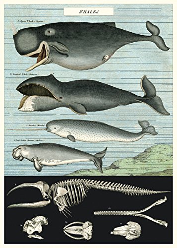Cavallini & Co. Whale Chart Decorative Paper Sheet 20" x 28"