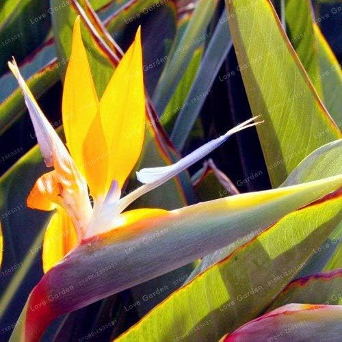 Bloom Green Co Hot Sell Strelitzia Reginae Bonsai Da Interno Pianta In Vaso Fiori Uccello Del Paradiso Bonsai Facile Da Coltivare Fiori Bonsai 50 Particelle 1 Amazon It Giardino E Giardinaggio