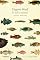 Livro O Sol e o Peixe