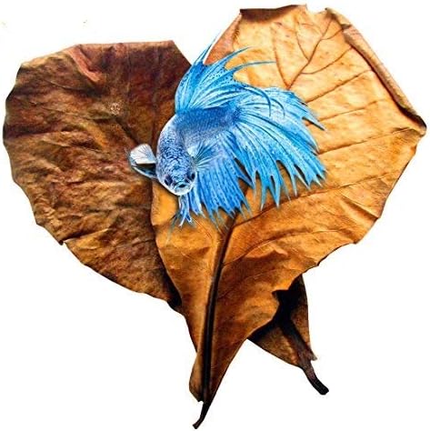 SunGrow Catappa Ketapang Indian Almond Leaf for Fish Tank 10 leaves (A)