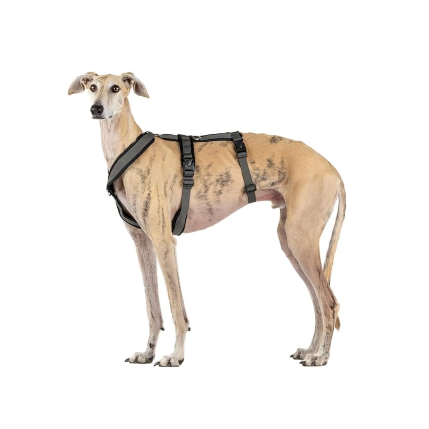 3 Point Harness with Anti Pull Ideal for Libreles: Italian Greyhound Whippet Greyhound Podenco - Safe, Breathable and Durable Perfect for Hiking, Training and Running, Charcoal Grey, L — image 1