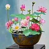 10pcs Mixed Pink, Red & Green Color Bowl Lotus