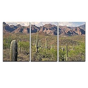 3 Piece Canvas Wall Art - Saguaros in Sonoran Desert. - Modern Home Art Stretched and Framed Ready to Hang - 16"x24"x3 Panels