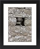 Framed Print of Little owl (Athene noctua) captive, United Kingdom, Europe