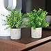 Modern Farmhouse Decor Small Fake Plants (2 Piece Plant Decor 9