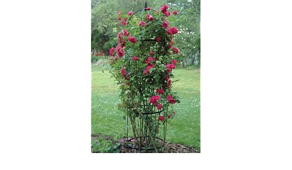 Tamaño mediano rosa pilar obelisco: Amazon.es: Jardín