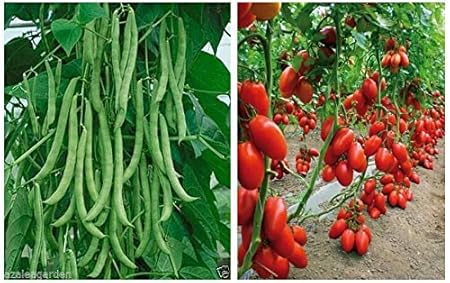 Seedscare San Marzano Tomato Heirloom (Pack of 30, 2 Packets) & Pole Climbing Bean, Green Bean, Phaseolus Vulgaris Vegetable Seeds (Pack of 30 Seeds) Combo