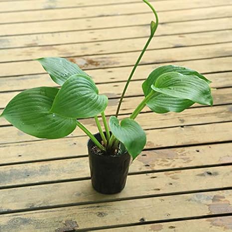 Amazon 庭木 下草 ギボウシ ホスタ グリーンヒルズ 植木