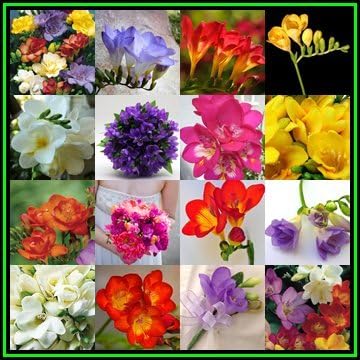 Amazon Com 25 South African Flower Bulbs Ixia Exotic Flower Bulbs Great For Borders Or Containers Garden Outdoor