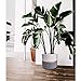 6.0 and 5.0 Modern White Ceramic Indoor Flower Plant Pot Garden Planters Kit, Plant Containers with Gold and Grey Detailing 2 Pack