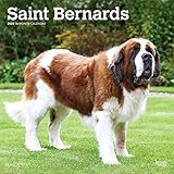 Saint Bernards 2020 12 x 12 Inch Monthly Square Wall Calendar, Animals Dog Breeds by