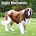 Saint Bernards 2020 12 x 12 Inch Monthly Square Wall Calendar, Animals Dog Breeds by