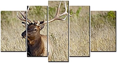 MOKEN LAN Animal Series 5 piece Paintings Elk in Grass Northern Calinia Wildlife Photography Collection Picture Home Decor Wall Art Modern Painting For Room