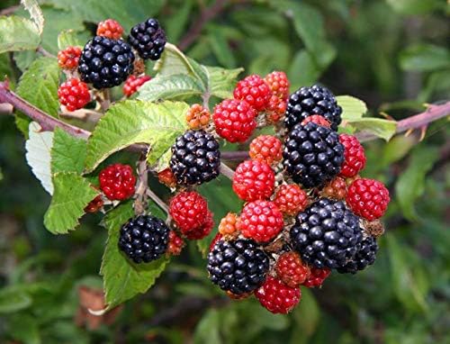 Trothic Gardens Tropical Fruit Live Plant - Dwarf Rare Rubus fruticosus" Blackberry" Tasty Fruit Live Plant (1 Plant)