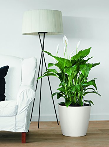 Lechuza Classico Color 28 Planter, White Matte