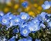 6,000 Baby Blue Eyes Wildflower Seeds - California Native Wildflower - Nemophila Menziesii Seed