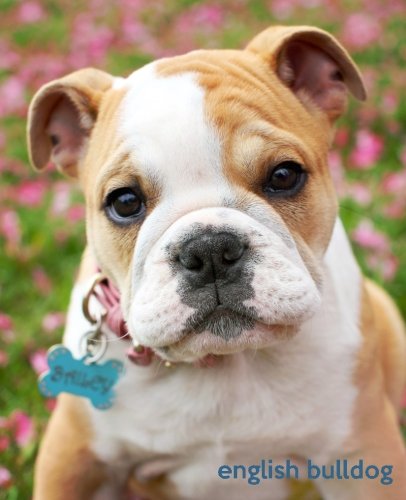 cheap english bulldogs