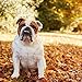 Bulldogs 2019 16 Month Wall Calendar 12 x 12 Inches