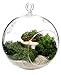 6.5-Inch Hanging Glass Terrariums for Succulents and Air Plants, Large Glass Orb Planters (Set of 2)