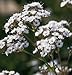 GYPSOPHILA (GYPSOPHILA PANACULATA) “BABY’S BREATH” AIRY CLOUDS OF DOUBLE WHITE FLOWERS A FAVORITE FOR CUT FLOWERS AND ARRANGEMENTS APPROX 200 SEEDS