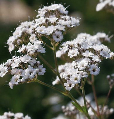 GYPSOPHILA (GYPSOPHILA PANACULATA) “BABY’S BREATH” AIRY CLOUDS OF DOUBLE WHITE FLOWERS A FAVORITE FOR CUT FLOWERS AND ARRANGEMENTS APPROX 200 SEEDS GYPSOPHILA (GYPSOPHILA PANACULATA) “BABY’S BREATH” AIRY CLOUDS OF DOUBLE WHITE FLOWERS A FAVORITE FOR CUT FLOWERS AND ARRANGEMENTS APPROX 200 SEEDS