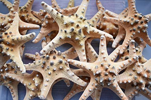 12 Beautiful Knobby Starfish 5" Dried Beach Wedding Crafts Decor Sea Star Cute Nautical Coastal