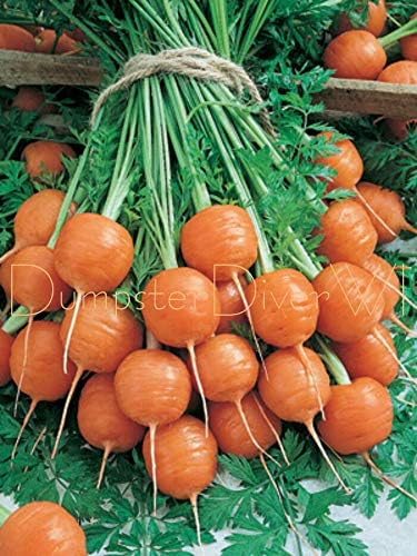 Cutdek"Parisian" Round Carrot Sweet Flavor, French Heirloom 100+ Seed Organic Non-GMO
