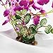 Imiee Artificial Phaleanopsis Arrangement with Vase Decorative Orchid Flower Bonsai (Light Purple)