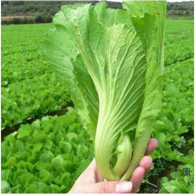 GETSO Las Semillas del Paquete: 50pcs / Bolsa de Hoja Verde ...