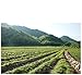 Gynostemma Tea - Jiaogulan AMPK Activator Herbal Tea - Potent Antioxidant & Adaptogenic Longevity Herb - All Natural Caffeine-Free Immortality Herb - 15 Pyramid Tea Bags