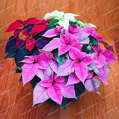 Stella Di Natale Fai Da Te.Bloom Green Co Stella Di Natale Fai Da Te In Vaso Colorato Bonsai Bonsai Del Fiore Coperta Di Fiore Esterni Bonsai Del Fiore Del Giardino Domestico Di 100 Pc Bag 1 Amazon It Giardino