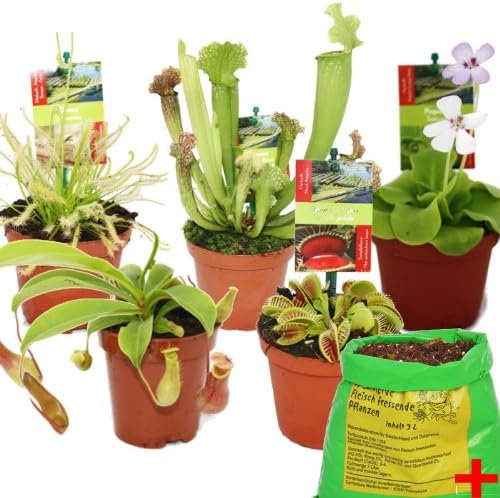 Starter Set Carnivorous Plants - 5 Plant + Special Soil