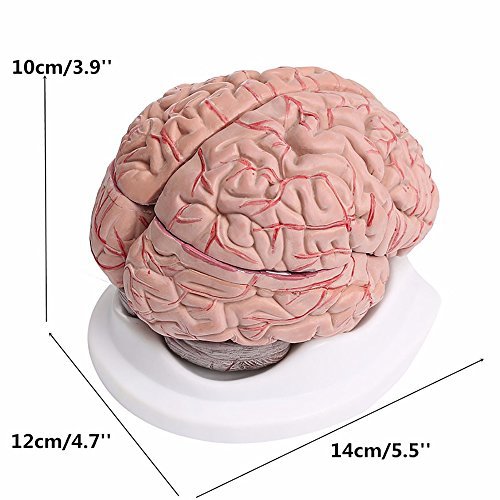 8-Part Human Brain with Arteries Anatomical Anatomy Model – BigaMart