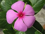 50 seeds Vinca or Rose Periwinkle