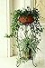 DAZONE Metal 2 Tiers Plant Stand Indoor Floor Model Potted Plant Rack (Black)