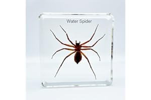 BETENSH Resin Insects, Insect Specimens(butterfly, Dragonfly,Cricket, Chrysanthemum, Spider) Resin Preservation, Resin Amber for Children's Science Education, Collection (Water spider)
