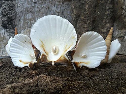 Seashells Crown, Nautical Mermaid jewelry, Natural hair accessories, seashell siren, costume Ariel