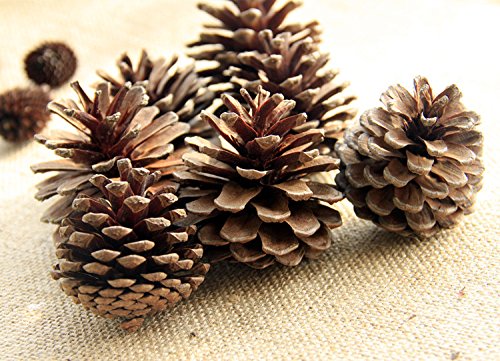 2 Bulk+Package+Natural+Pinecones+24+Pack