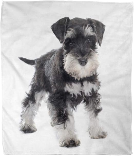 black and white schnauzer puppy