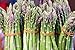 "Mary Washington" Asparagus Seeds, 125+ Premium Heirloom Seeds, High Demand & Top Seller, On Sale, (Isla's Garden Seeds), Non Gmo Organic, 90% Germination Rates, Highest Quality Seeds, 100% Pure