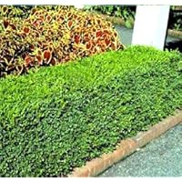 Korean Boxwood - Quantity 10 Live Plants in Quart Pots by DAS Farms