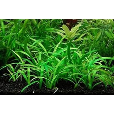 Dwarf Sagittaria
