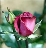 Deja Blue My Bouquet Rose Bush - Almost Thornless - 4