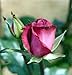 Deja Blue My Bouquet Rose Bush - Almost Thornless