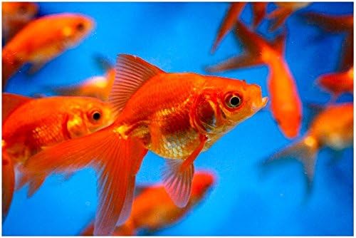 Live Goldfish - 90 Lot Assorted 2-3" Red Fantail Goldfish by Chalily